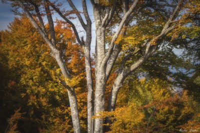 21 400x267 - Spectacular Autumn in Bodoc