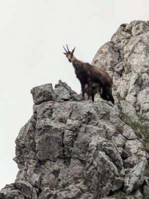 PXL 20260611 115313586 1 300x400 - Creasta Coarnele Caprei, cățărare &icirc;n Piatra Craiului